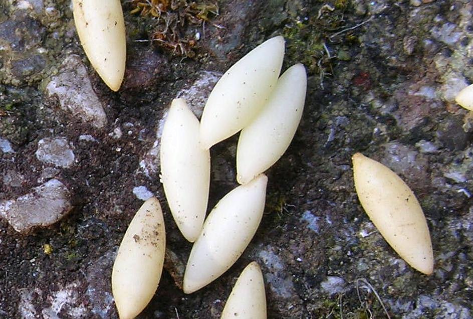 Femmina di Aegosoma scabricorne con uova